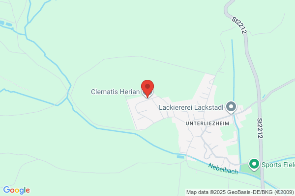 Clematis