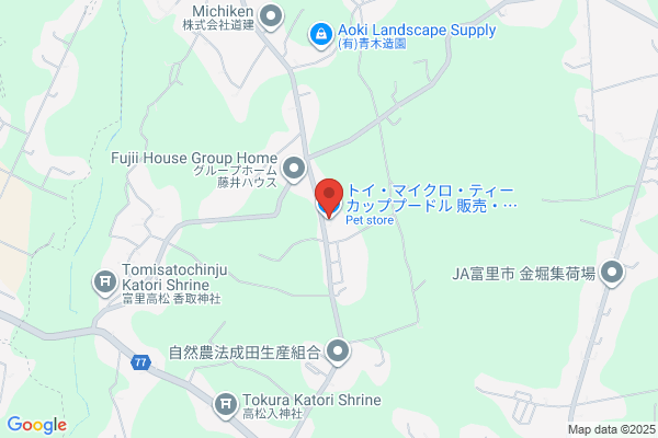 トイ・マイクロ・ティーカッププードル販売・千葉・東京|ﾜﾝｽﾞﾜｰﾙﾄﾞ冨里